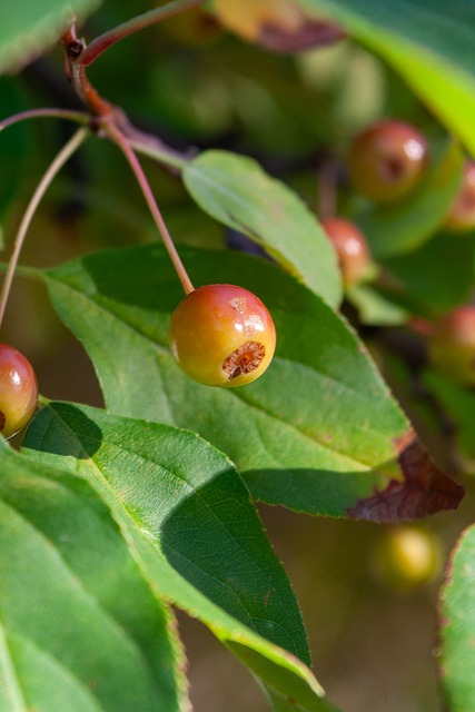 达拉斯独行 达拉斯独行
